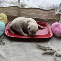 Yellow male 3, a male Labrador Retriever for sale in Clear Spring, MD – Photo 2 of 4