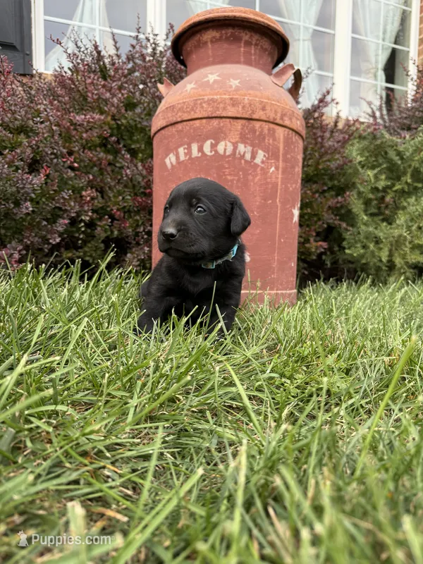 black male 2 – Labrador Retriever puppy for sale in Clear Spring, MD