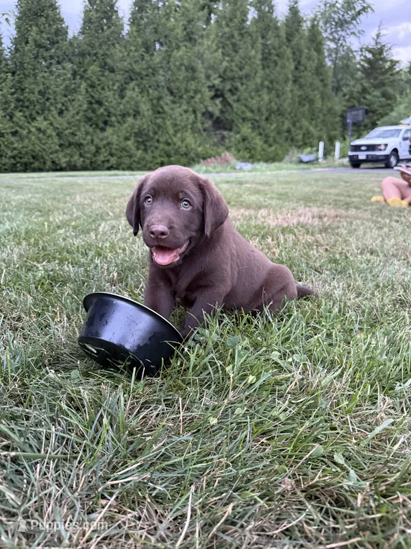 Chocolate male – Labrador Retriever puppy for sale in Clear Spring, MD