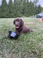 Chocolate male, a male Labrador Retriever for sale in Clear Spring, MD – 1 of 9