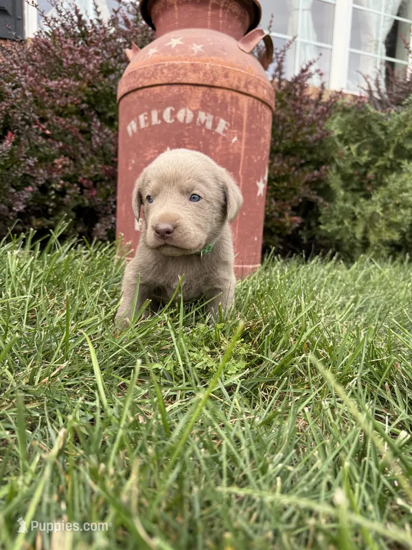 Silver male 1 – Labrador Retriever puppy for sale in Clear Spring, MD