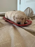 yellow male 2, a male Labrador Retriever for sale in Clear Spring, MD – Photo 1 of 4