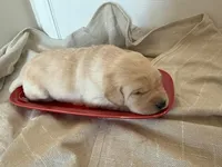 yellow male 2, a male Labrador Retriever for sale in Clear Spring, MD – Photo 2 of 4