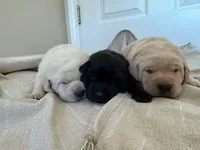 yellow male 2, a male Labrador Retriever for sale in Clear Spring, MD – Photo 4 of 4