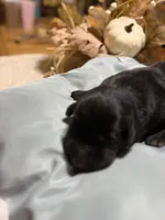 black female, a female Labrador Retriever for sale in Clear Spring, MD – 1 of 4