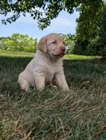 Yellow female, a female Labrador Retriever for sale in Clear Spring, MD – 3 of 6