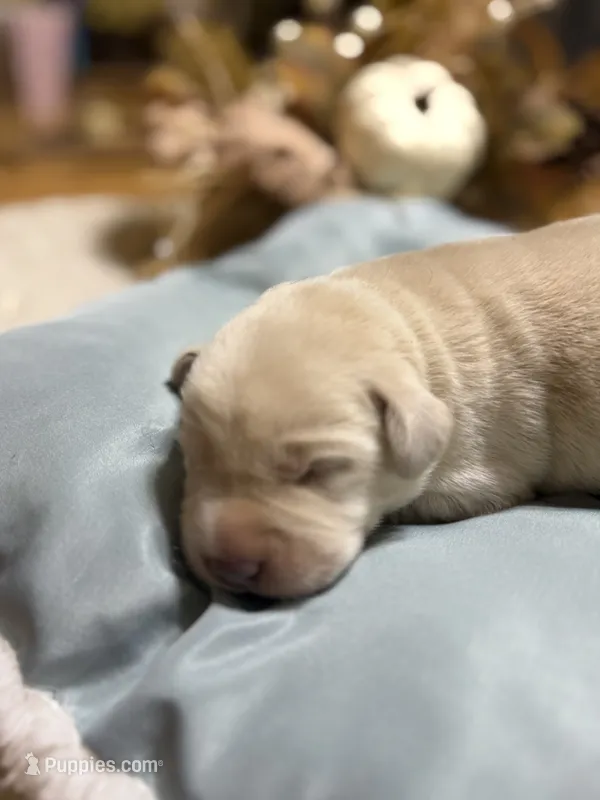 yellow female – Labrador Retriever puppy for sale in Clear Spring, MD