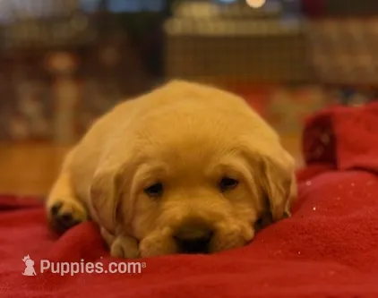 yellow male, a male Labrador Retriever for sale in Clear Spring, MD – Photo 3 of 4