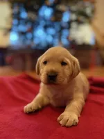 yellow male, a male Labrador Retriever for sale in Clear Spring, MD – Photo 2 of 4