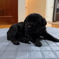 black female, a female Labrador Retriever for sale in Clear Spring, MD – Photo 2 of 5