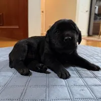 black female, a female Labrador Retriever for sale in Clear Spring, MD – Photo 3 of 5