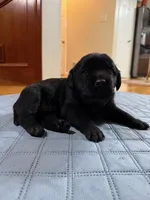 black female, a female Labrador Retriever for sale in Clear Spring, MD – Photo 3 of 5