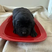 black female, a female Labrador Retriever for sale in Clear Spring, MD – Photo 4 of 5