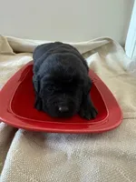 black female, a female Labrador Retriever for sale in Clear Spring, MD – Photo 4 of 5