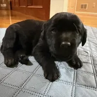 black female, a female Labrador Retriever for sale in Clear Spring, MD – Photo 1 of 5