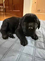 black female, a female Labrador Retriever for sale in Clear Spring, MD – Photo 1 of 5