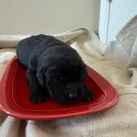 black female, a female Labrador Retriever for sale in Clear Spring, MD – Photo 5 of 5