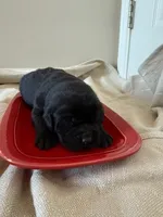 black female, a female Labrador Retriever for sale in Clear Spring, MD – Photo 5 of 5