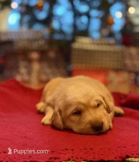 yellow female, a female Labrador Retriever for sale in Clear Spring, MD – Photo 4 of 5