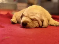 yellow female, a female Labrador Retriever for sale in Clear Spring, MD – Photo 1 of 5