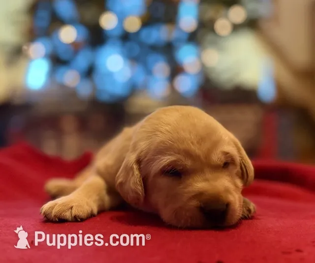 yellow female, a female Labrador Retriever for sale in Clear Spring, MD – Photo 3 of 5