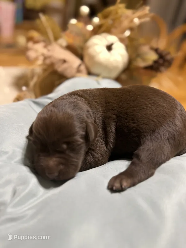 chocolate female – Labrador Retriever puppy for sale in Clear Spring, MD