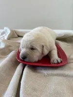 yellow male 1, a male Labrador Retriever for sale in Clear Spring, MD – Photo 4 of 6