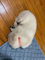 yellow male 1, a male Labrador Retriever for sale in Clear Spring, MD – Photo 2 of 6