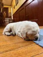 yellow male 1, a male Labrador Retriever for sale in Clear Spring, MD – Photo 3 of 6