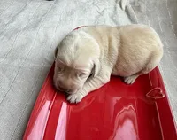 yellow female 2, a female Labrador Retriever for sale in Clear Spring, MD – Photo 6 of 9