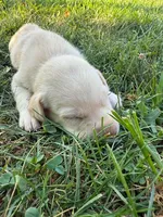yellow female 2, a female Labrador Retriever for sale in Clear Spring, MD – Photo 4 of 9