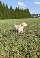 yellow female 2, a female Labrador Retriever for sale in Clear Spring, MD – Photo 9 of 9