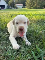 yellow female 2, a female Labrador Retriever for sale in Clear Spring, MD – Photo 3 of 9