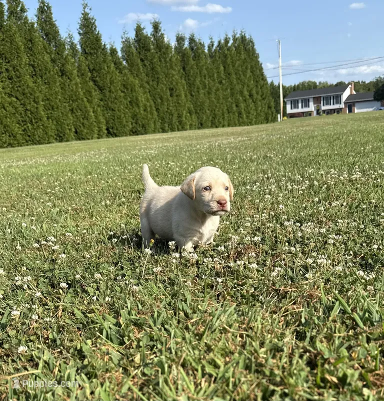 yellow female 2, a female Labrador Retriever for sale in Clear Spring, MD – Photo 1 of 9