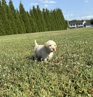yellow female 2, a female Labrador Retriever for sale in Clear Spring, MD – Photo 1 of 9