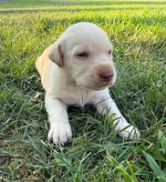 yellow female 2, a female Labrador Retriever for sale in Clear Spring, MD – Photo 2 of 9