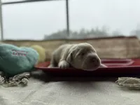 Yellow male 2, a male Labrador Retriever for sale in Clear Spring, MD – Photo 1 of 4