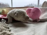 Yellow male 2, a male Labrador Retriever for sale in Clear Spring, MD – Photo 3 of 4