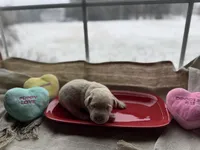 Yellow male 2, a male Labrador Retriever for sale in Clear Spring, MD – Photo 2 of 4