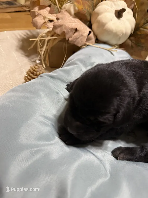 black male 2 – Labrador Retriever puppy for sale in Clear Spring, MD