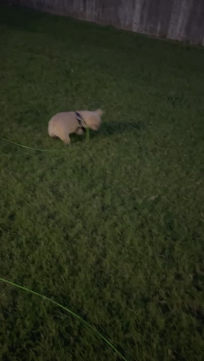 Bear, a male French Bulldog for sale in Allen, TX – 4 of 4