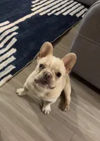 Bear, a male French Bulldog for sale in Allen, TX – 1 of 4