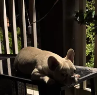 Bear, a male French Bulldog for sale in Allen, TX – 2 of 4