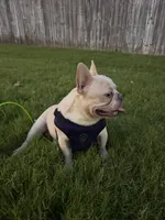 Bear, a male French Bulldog for sale in Allen, TX – 3 of 4