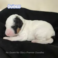 Guinness (Mini Sheepadoodle), a male Sheepadoodle for sale in Clemmons, NC – Photo 2 of 5