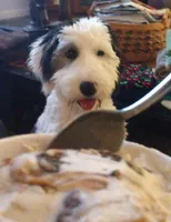 Guinness (Mini Sheepadoodle), a male Sheepadoodle for sale in Clemmons, NC – Photo 5 of 5