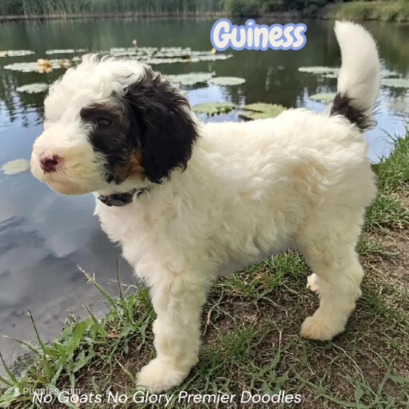 Guinness (Mini Sheepadoodle) – Sheepadoodle puppy for sale in Clemmons, NC