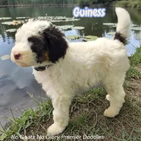 Guinness (Mini Sheepadoodle), a male Sheepadoodle for sale in Clemmons, NC – Photo 1 of 5