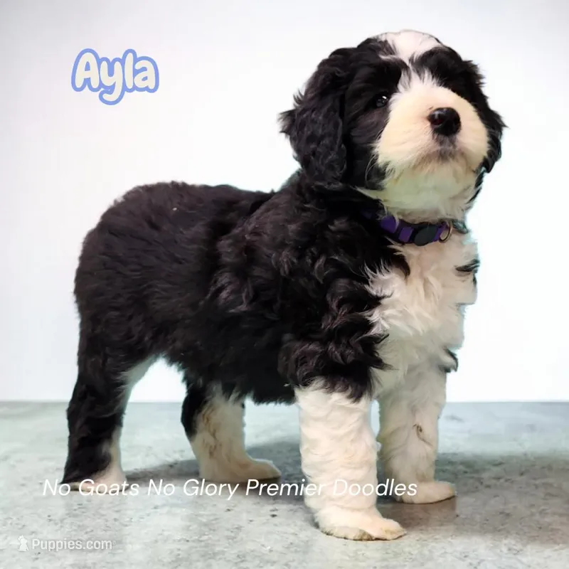 Ayla (Mini Sheepadoodle) – Sheepadoodle puppy for sale in Clemmons, NC
