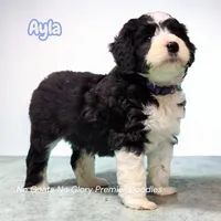 Ayla (Mini Sheepadoodle), a female Sheepadoodle for sale in Clemmons, NC – Photo 1 of 3